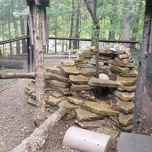 Oct. 2018 - Primates, Cats, & Aquatics - Snow Leopard Still in Here...