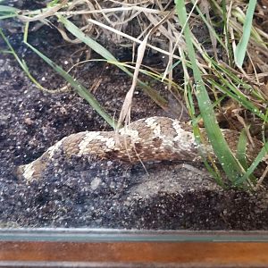 Western Hognose Snake