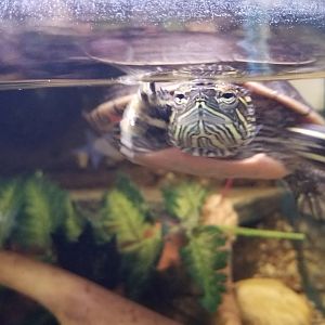 Painted Turtle