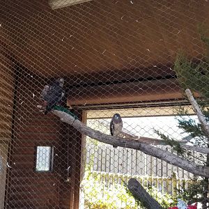 Red-tailed Hawk and Swainson's Hawk