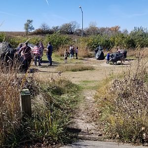Bison statues for climbing