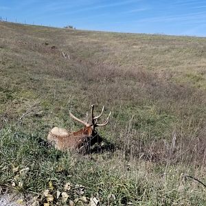 Elk next to road near entrance