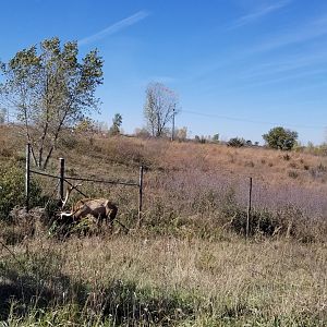 Elk, the grass is greener