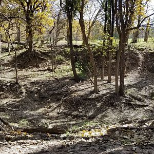 Ravine for white-tailed deer