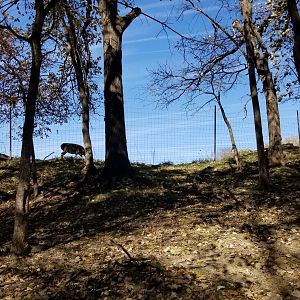 White-tail along fence