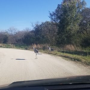 Stuck behind a sandhill on my drive back out