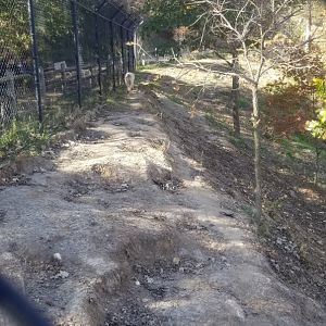 Wolf walking away at top of exhibit