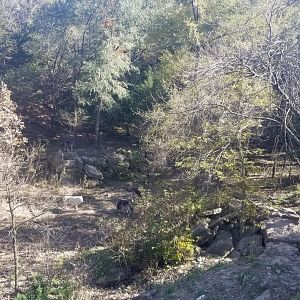 Wolves eating marrow bones