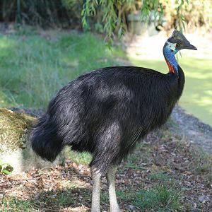 Westermann's Dwarf Cassowary