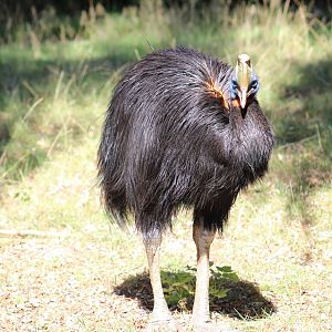 Northern Cassowary