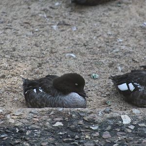 Eurasian Goldeneye