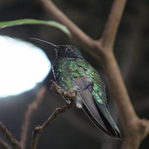 Sparkling Violetear
