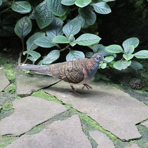 Papuan Bar-Shouldered Dove