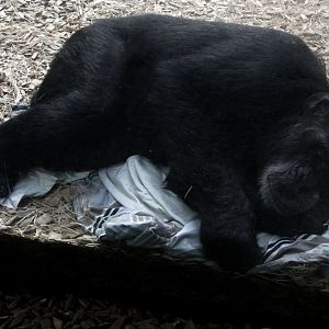 chimpanzee (Pan troglodytes)