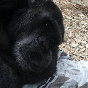 chimpanzee (Pan troglodytes)
