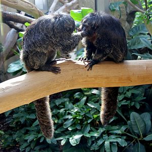 white-faced saki (Pithecia pithecia)
