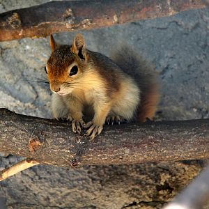Caucasian or Persian squirrel (Sciurus anomalus)