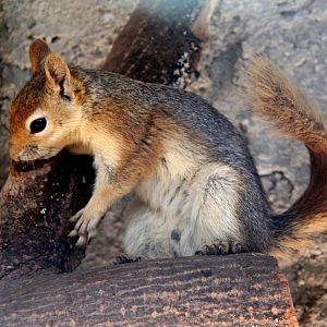 Caucasian or Persian squirrel (Sciurus anomalus)