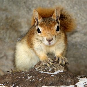Caucasian or Persian squirrel (Sciurus anomalus)