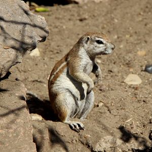 Cape ground squirrel (Xerus inauris)
