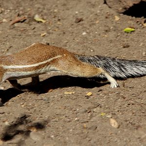 Cape ground squirrel (Xerus inauris)