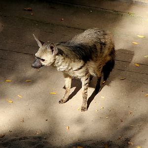 Eastern aardwolf (Proteles cristata septentrionalis)