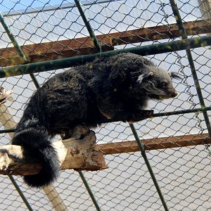 Javan bingturong (Arctictis binturong penicillatus)