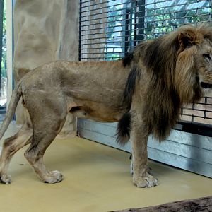 Southwest African lion (Panthera leo bleyenberghi)