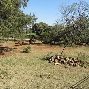 African Forest Buffalo Yard