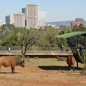 African Forest Buffalo and Downtown Pretoria