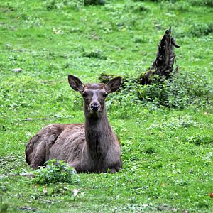 Altai wapiti (Cervus canadensis sibiricus)