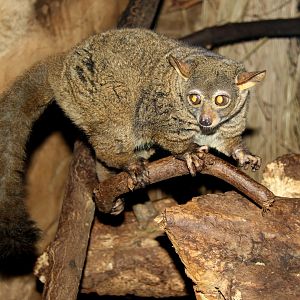 northern greater galago (Otolemur garnettii)