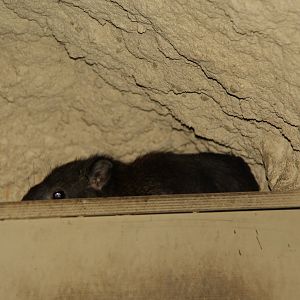 Southern tree hyrax (Dendrohyrax arboreus)