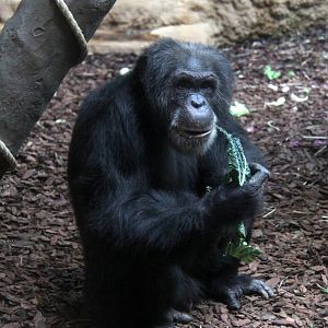 Western Chimpanzee (Pan troglodytes verus)