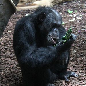 Western Chimpanzee (Pan troglodytes verus)