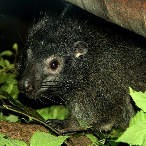 western tree hyrax (Dendrohyrax dorsalis)