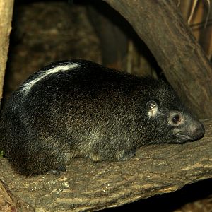western tree hyrax (Dendrohyrax dorsalis)