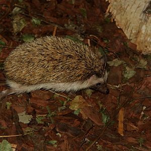 Four-toed or African pygmy hedgehog (Atelerix albiventris)