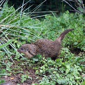 Gambian mongoose (Mungos gambianus)