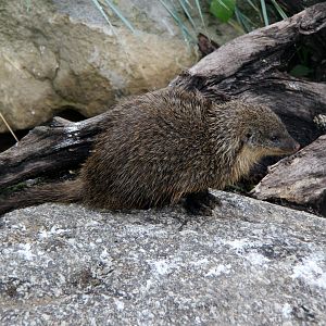 Gambian mongoose (Mungos gambianus)
