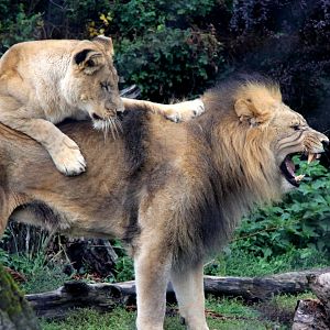 Southwest African lion (Panthera leo bleyenberghi)