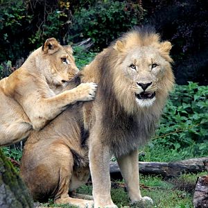 Southwest African lion (Panthera leo bleyenberghi)