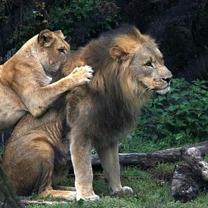 Southwest African lion (Panthera leo bleyenberghi)