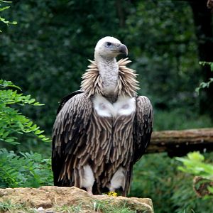 Vulture