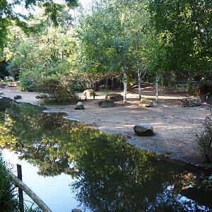 North African ostrich - Helmeted guineafowl paddock (Sep 2nd, 2018)