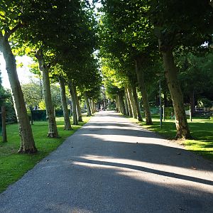 Plane or Sycamore tree-lined avenue (Sep 2nd, 2018)