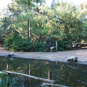 North African ostrich - Helmeted guineafowl paddock (Sep 2nd, 2018)