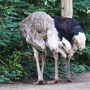 Pair of North African ostriches (Struthio camelus camelus) feeding from a bucket (Sep 2nd, 2018)