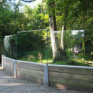 Double-wattled cassowary exhibit viewing windows (Sep 2nd, 2018)