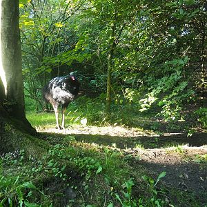 First double-wattled cassowary exhibit (Sep 2nd, 2018)
